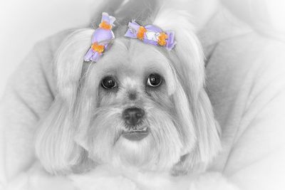 Close-up portrait of a dog