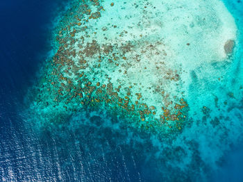 Full frame shot of coral in swimming pool