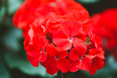 Close-up of red flowering plant