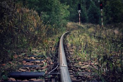 Railroad track amidst plants