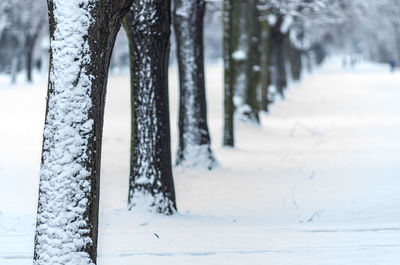 Snow covered trees in forest