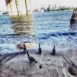 High angle view of birds on beach