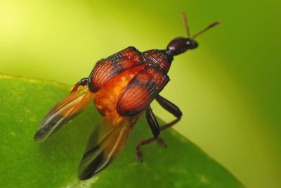 Close-up of insect