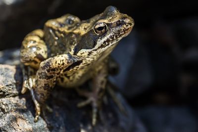 Close-up of frog on rock