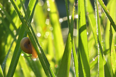 Close-up of wet plant leaves