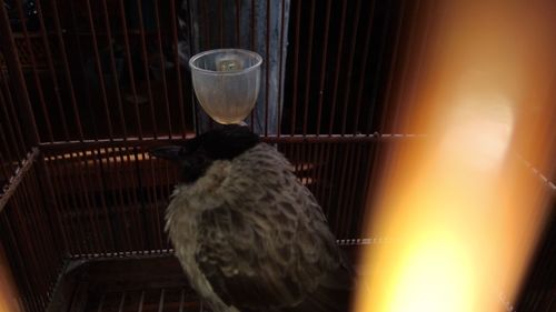 Close-up of bird in cage