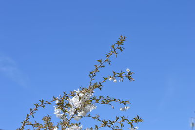 Low angle view of flower tree against blue sky