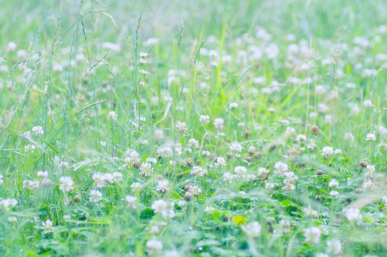 growth, field, grass, freshness, beauty in nature, flower, nature, plant, selective focus, green color, fragility, focus on foreground, tranquility, close-up, day, outdoors, growing, no people, wildflower, meadow