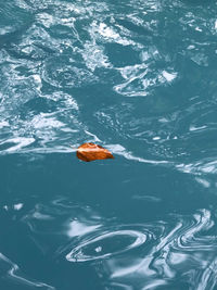 High angle view of koi carps swimming in lake