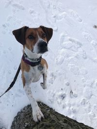 Dog sitting on snow