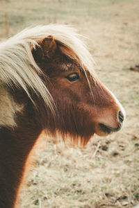 Close-up of a horse