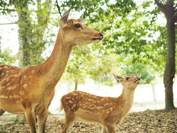 Deer standing on a tree