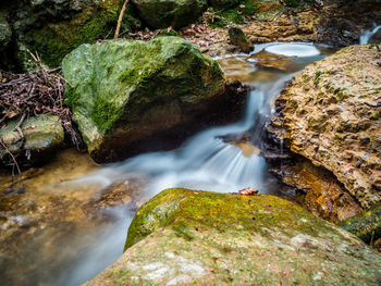 Scenic view of waterfall in forest