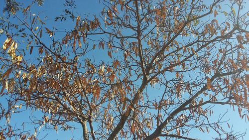 Low angle view of trees against clear sky