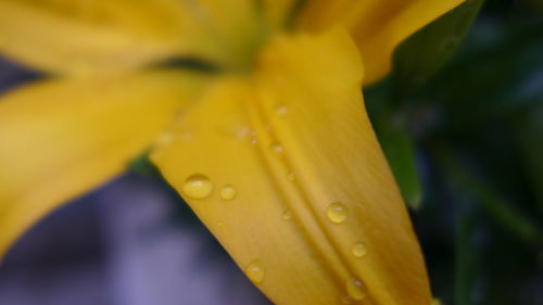 Close-up of wet yellow leaf