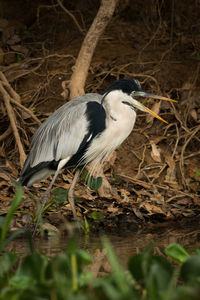 High angle view of gray heron on grass