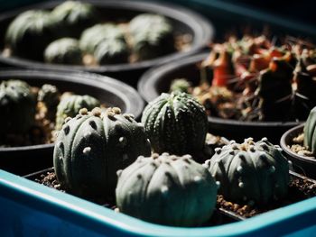 Close-up of fruits for sale in market