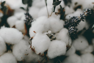 Close-up of frozen plant