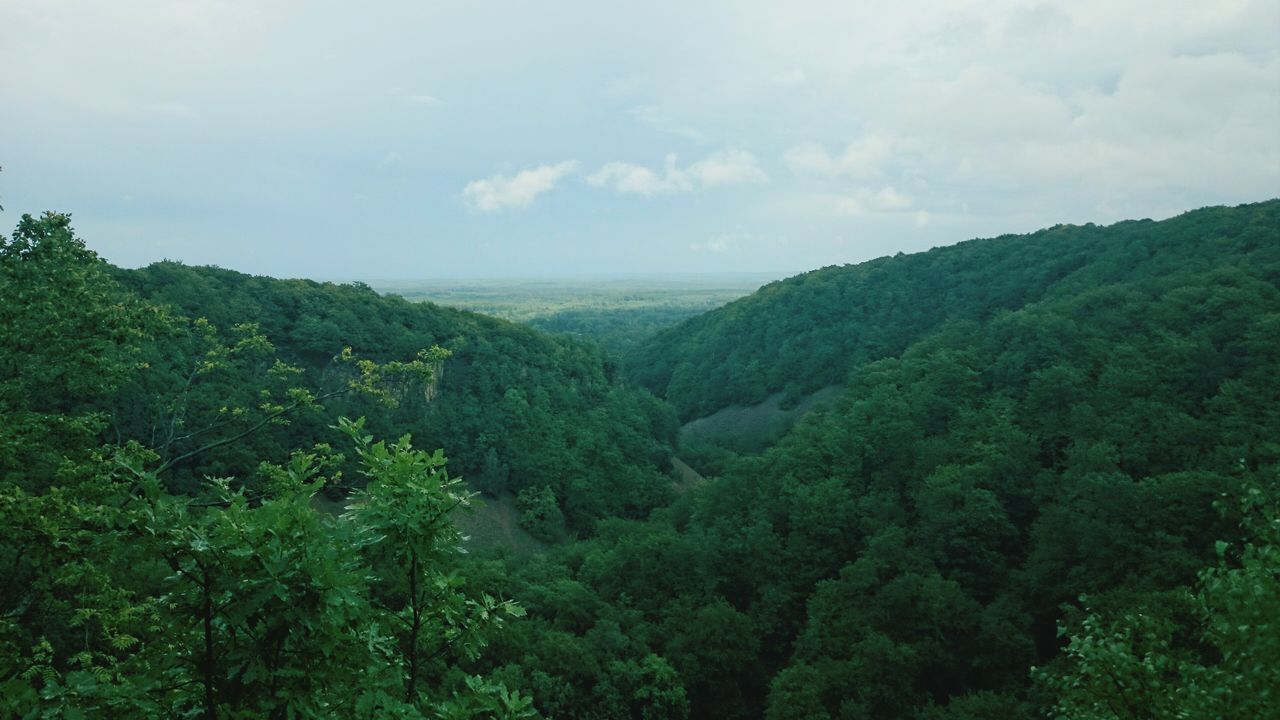 tree, tranquil scene, tranquility, green color, scenics, beauty in nature, mountain, lush foliage, sky, nature, growth, landscape, forest, idyllic, non-urban scene, green, high angle view, day, outdoors, no people