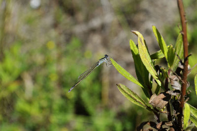 Ischnura on leaf