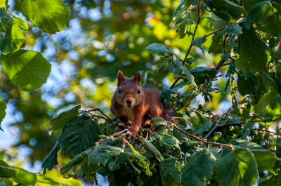 Animal on tree trunk in forest