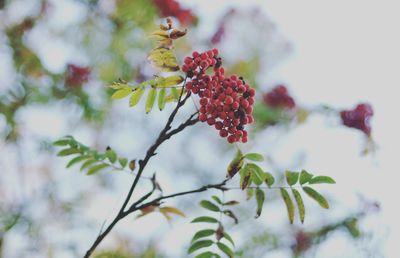 Close-up of red berries growing on tree