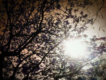 Low angle view of trees against sky during sunset