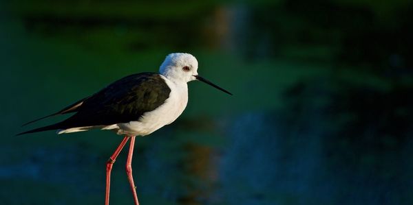Close-up of a bird perching