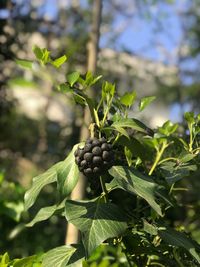 Close-up of berries growing on tree