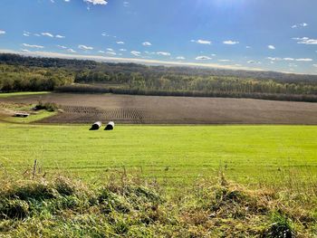 View of sheep on field