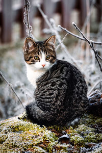 Portrait of cat sitting outdoors