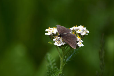 Close-up of butterfly on white flowering plant