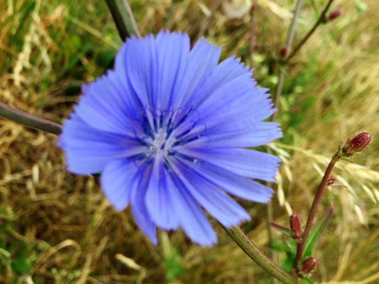 CLOSE-UP OF PURPLE FLOWERING PLANT