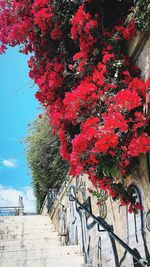 Low angle view of flowering plants against wall