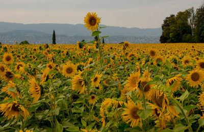 Close-up of yellow flowering plants on field against sky
