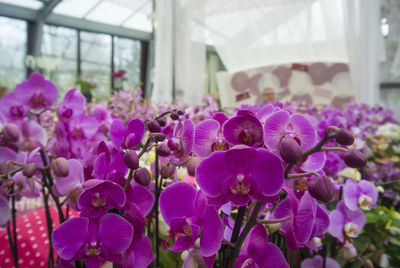 Close-up of pink orchid flowers