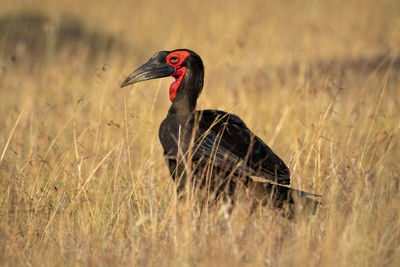 Southern ground hornbill in grass watches camera