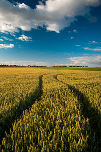 Barley filed in rural area with blue sky and tractor tracks