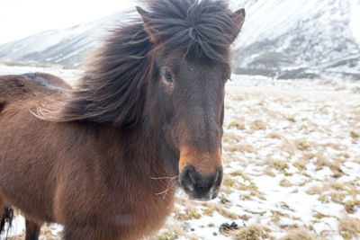 Close-up of a horse on snow field