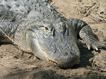 High angle view of crocodile on field