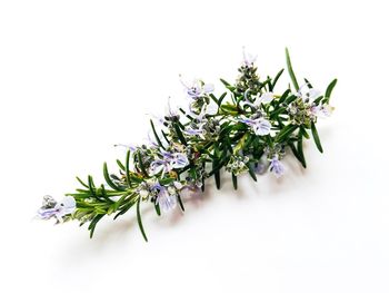 Close-up of plant against white background