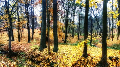 Trees in forest