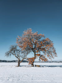 Oak tree with orange leaves on snow covered field against clear sky