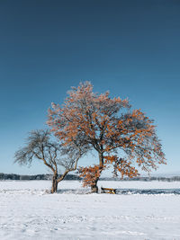 Tree on snow covered field against clear sky