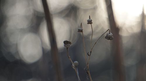 Close-up of dried plant