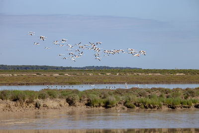 Birds flying over lake