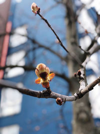 Close-up of cherry blossom on branch