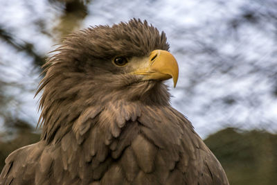 Close-up of eagle against blurred background