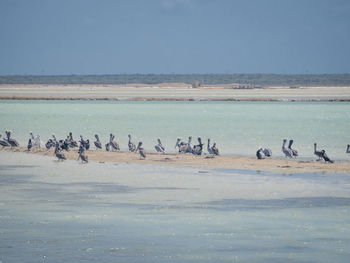 Flock of birds on beach