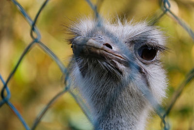 Close-up of a bird